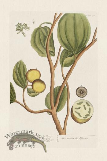 BEE 395 The Nuxvomica of the Shops